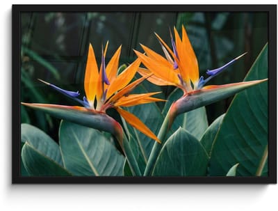 Poster in lijst - Fotolijst 60x40 cm - Posters - Paradijsvogel - Bloem - Exotisch - Posterlijst zwart - Decoratie - Wanddecoratie woonkamer - Muurdecoratie slaapkamer