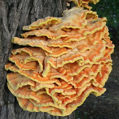 ToshiFarm Houtpluggen voor Zwavelzwam - 50 stuks - Zwavelzwam kweken - Chicken of the Woods - Laetiporus Sulphureus