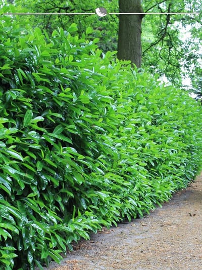 Laurier Prunus Novita 120-140 cm, 10x Haagplant