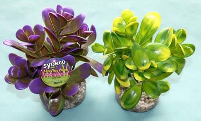 Sydeco Pebble Plant 14CM