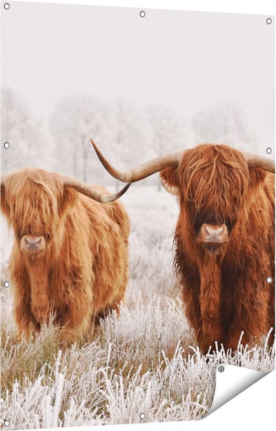 Gards Tuinposter Twee Schotse Hooglander Koeien in de Wei - 90x120 cm - Tuindoek - Tuindecoratie - Wanddecoratie buiten - Tuinschilderij