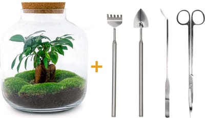 Green Harmony | DIY terrarium - Billie - 29 cm