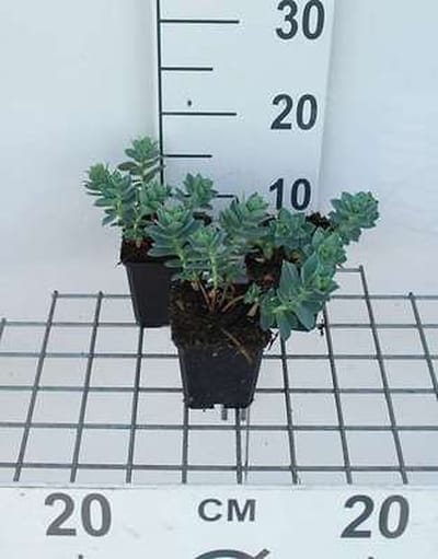 6x Wolfsmelk - Euphorbia myrsinites | 9x9 cm pot
