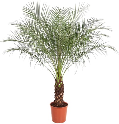 Dwergdadelpalm - Exotische kamerplant - Phoenix Roebelenii - 150 cm - ø27 - Luchtzuiverend