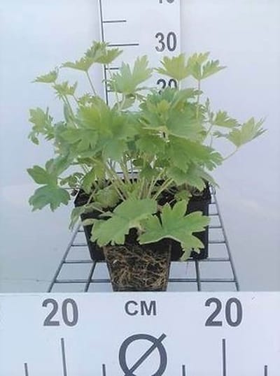6x Ridderspoor - Delphinium (p) 'Blue Bird' | 9x9 cm pot