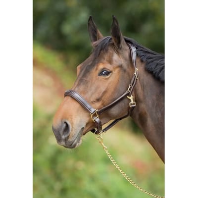 Leren halster voor paarden HFI