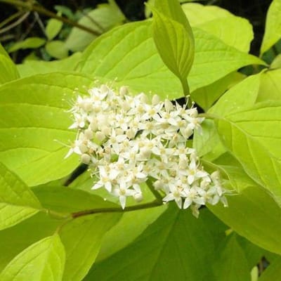 Cornus Alba - Kornoelje;Witte Kornoelje 60-80 cm pot