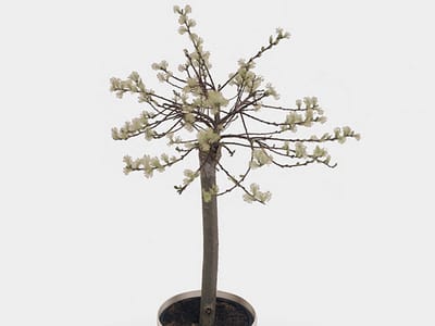 JUNAVERA Salix repens ‘Iona’ (kruipwilg) | 60 cm hoog | In 14 cm pot | Goudgele katten | Winterharde sierheester