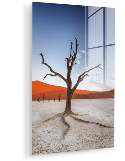 ® Glasschilderij 120x180 cm - Schilderij acrylglas - Camelthorn boom tijdens een zonsondergang Namib-Naukluft National Park in Namibie - Foto op glas - Muurdecoratie woonkamer - Wanddecoratie slaapkamer - Schilderijen