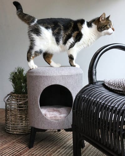 Kattenopvang D&D Home Louis
