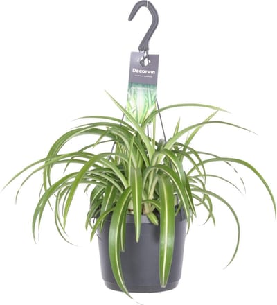 Plantenboetiek.nl | Chlorophytum Comosum Bonnie - Ø17cm - 25-35cm hoog - Kamerplant - Groenblijvend