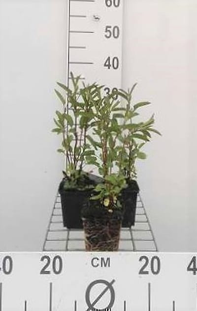 6x Salie - Salvia uliginosa 'African Skies' | 9x9 cm pot