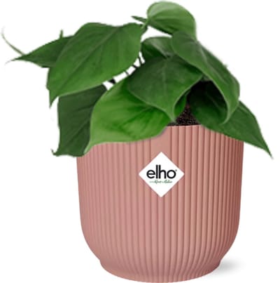 Plantenboetiek.nl | Philodendron Scandens in ELHO Vibes Fold roze - Ø14cm - 25cm hoog - Kamerplant - Groenblijvend
