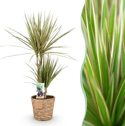 Green BoutiQ - Kamerplanten - Dracaena Marginata Bicolor - Drakenbloedboom - Weinig onderhoud - met mand - Groen - 1 Plant - Pot 17cm - Hoogte 70-75cm