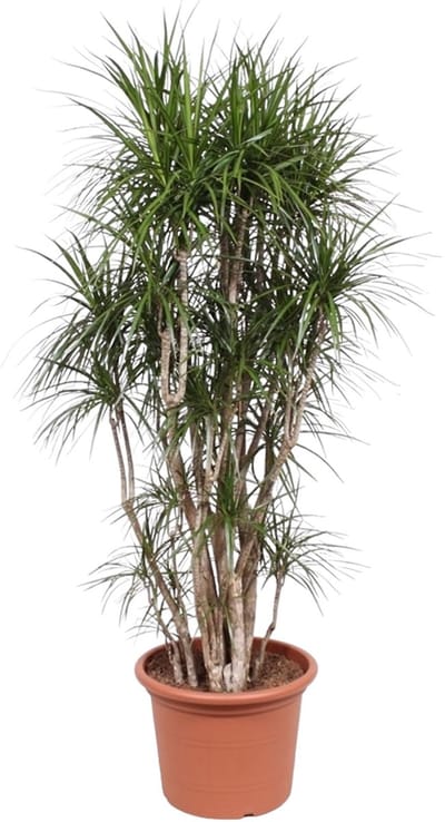Dracaena Marginata vertakt - 220 cm - ø40