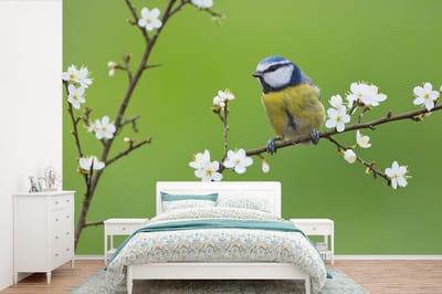 Behang - Fotobehang Pimpelmees - Tak - Bloemen - Bloesem takken - Vogel - Breedte 600 cm x hoogte 400 cm