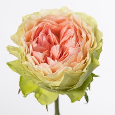 20x Rosa gravity 60cm