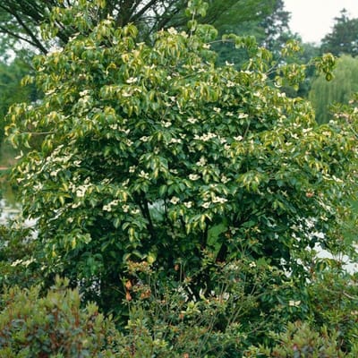 Plants Online BV - Planten - Tuinplanten - Heesters - Set van 1 - Amerikaanse kornoelje