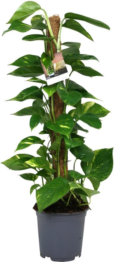 Plantenboetiek.nl | Scindapsus Epipremnum - Ø19cm - 70-80cm hoog - Kamerplant - Groenblijvend