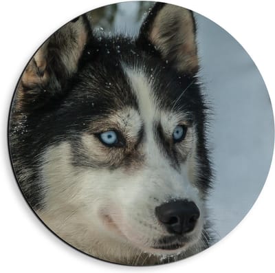 Dibond Wandcirkel - Husky in de Sneeuw Lichte Ogen - 40x40cm Foto op Aluminium Wandcirkel (met ophangsysteem)