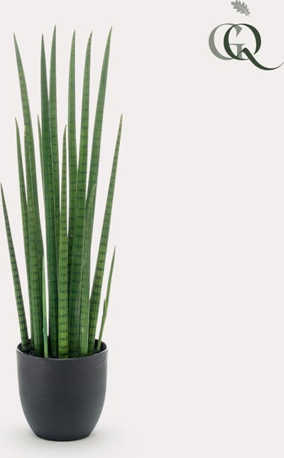 Kunstplant - Sanseveria Cylindrica - Vrouwentong - 70 cm