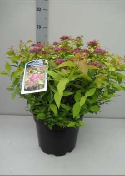 2 x Spiraea jap. 'Goldflame' - Spierstruik , Japanse Spirea , Japanse Spierstruik 20- 25 cm in pot
