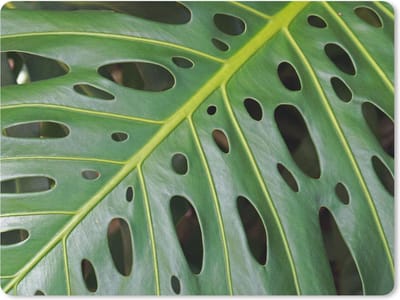 Muismat Botanisch - Impressie van een groen en botanisch blad muismat rubber - 23x19 cm - Muismat met foto