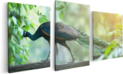 Artaza Canvas Schilderij Drieluik Pauw Loopt Op Een Tak In De Natuur - 120x60 - Foto Op Canvas - Canvas Print