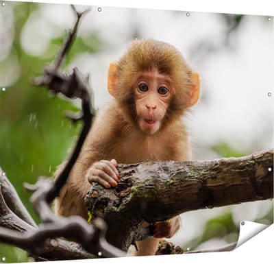 Gards Tuinposter Klein Baby Aapje op een Tak - 150x120 cm - Tuindoek - Tuindecoratie - Wanddecoratie buiten - Tuinschilderij