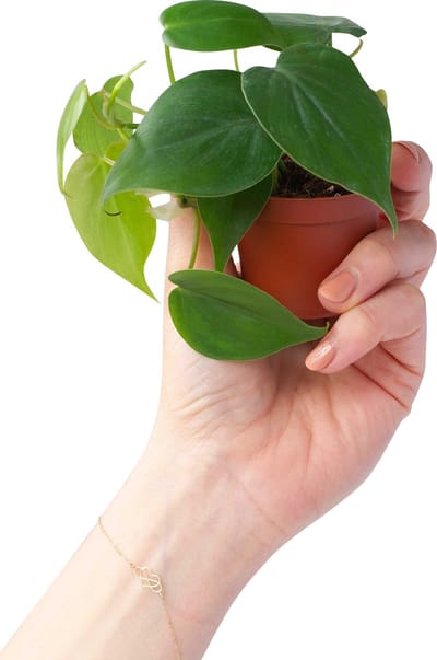 PLNTS - Philodendron Scandens - Kamerplant - Kweekpot 12 cm - Hoogte 15 cm