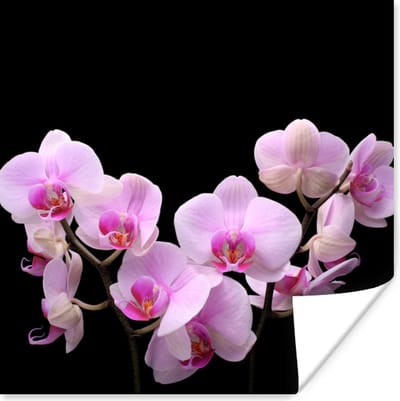 Poster Orchidee - Bloemen - Roze - Flora - 100x100 cm XXL
