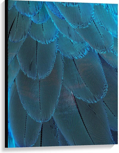 Canvas  - Blauwegekleurde Pauwenveren - 75x100cm Foto op Canvas Schilderij (Wanddecoratie op Canvas)