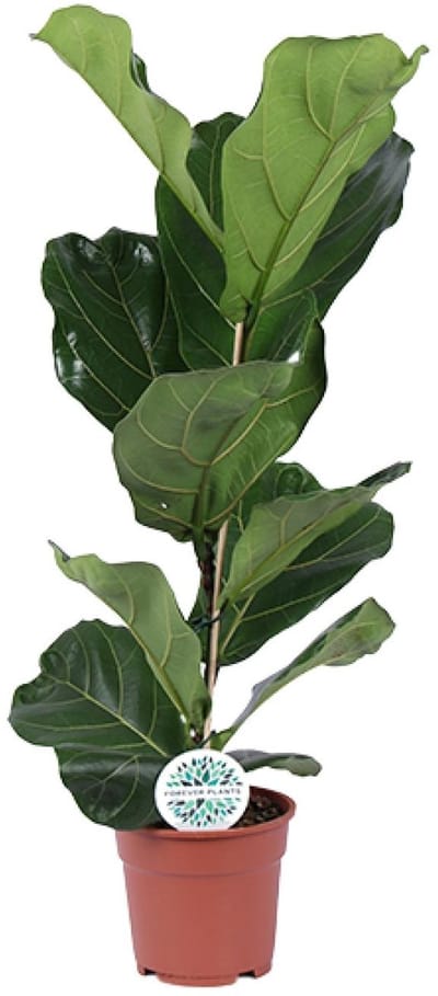 Vioolbladplant, Tropische Kamerplant, Ficus Lyrata Ø17- 60cm Hoog
