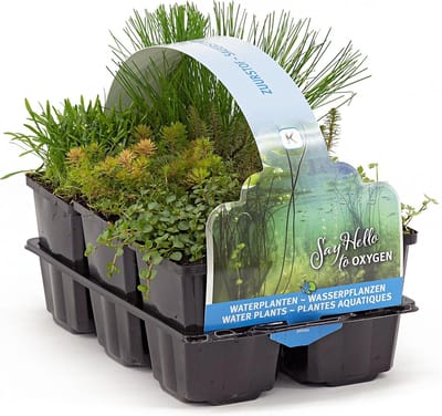 Moerings Zuurstof Vijverplanten Mix | In Thema Sixpack