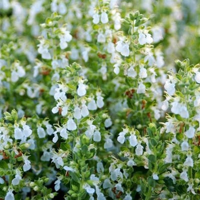 6x Teucrium chamaedrys 'Alba' Pot 9x9cm - Witbloeiende plant voor in de tuin