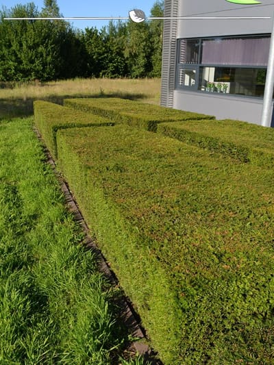 Venijnboom Taxus baccata 40-60 cm, 100x Haagplant