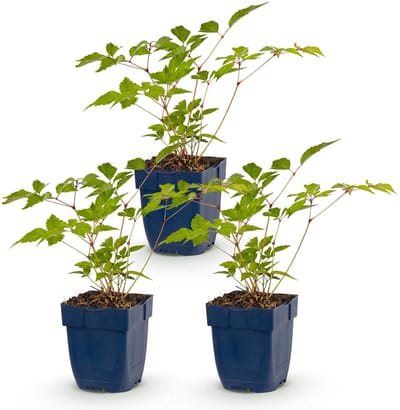 Green boutiQ - Vasteplant - Astilbe (J) Europa - Pluimspirea - Schaduw - Roze - 3 Planten - Pot 11cm - Hoogte 15-25cm