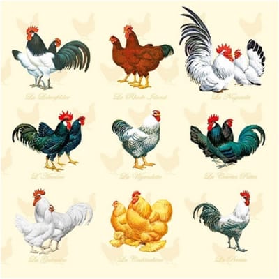 Servetten kippen en hanen - 60x st - 33 x 33 cm - Pasen thema - lunch/diner servetjes - Paas - Paasdecoratie - Papieren wegwerpservetten