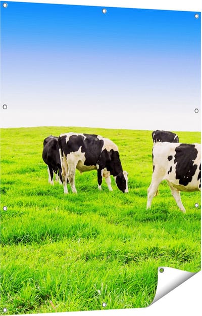 Gards Tuinposter Kudde Koeien in de Wei - Hemel Blauwe Lucht - 90x120 cm - Tuindoek - Tuindecoratie - Wanddecoratie buiten - Tuinschilderij
