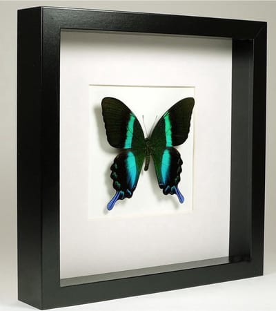 Blumei in Lijst - Opgezette Vlinder - 25x25cm - groen - zwart