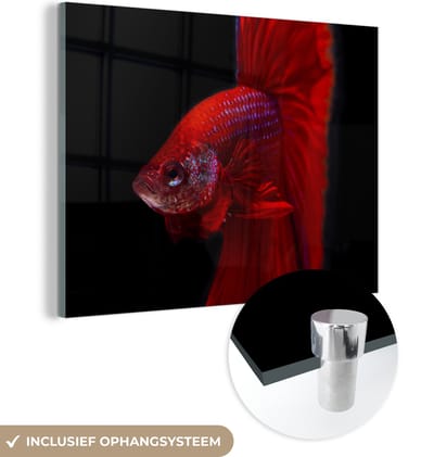 MuchoWow® Glasschilderij 160x120 cm - Schilderij acrylglas - Vis - Dieren - Rood - Foto op glas - Schilderijen