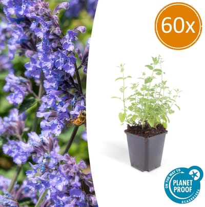 Tuinplantenshop.com | Nepeta 'Six Hills Giant' | 60 stuks - Ø9cm - 10-25cm hoog - Tuinplant