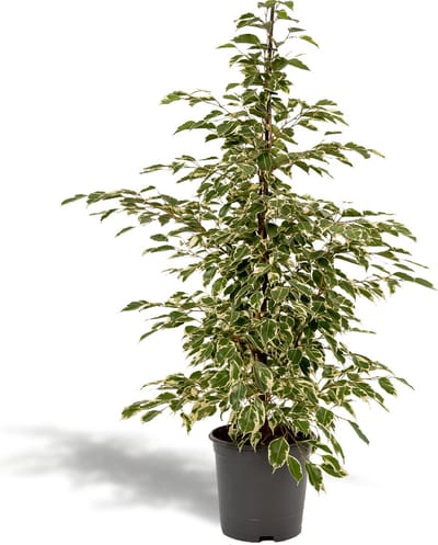 Ficus benjamina Twilight - Ø21cm - 95cm