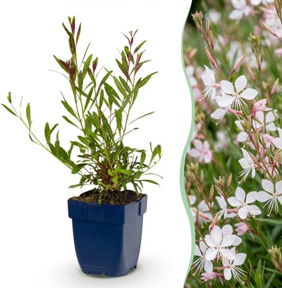 Green boutiQ - Vasteplant - Gaura lindh. Whirling Butterflies - Prachtkaars - Bijen- en vlinderlokkers - Wit - 6 Planten - Pot 11cm - Hoogte 15-25cm