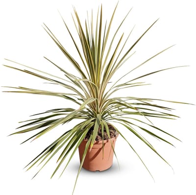 Dailygoods - Cordyline Australis 'Dazzler' - Winterharde Tuinplant 100 cm