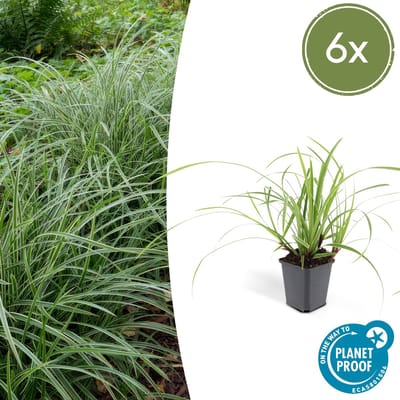 Tuinplantenshop.com | Carex morrowii 'Ice Dance' | 6 stuks - Ø9cm - 10-25cm hoog - Tuinplant - Multideal