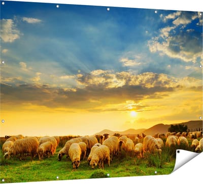 Gards Tuinposter Kudde Schapen op het Gras bij Zonsondergang - 160x120 cm - Tuindoek - Tuindecoratie - Wanddecoratie buiten - Tuinschilderij