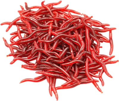 Vissen Aas Worms - Aas Worms Vis Worms - Vissen Vangen - Realistische Textuur - 4 cm - Rood