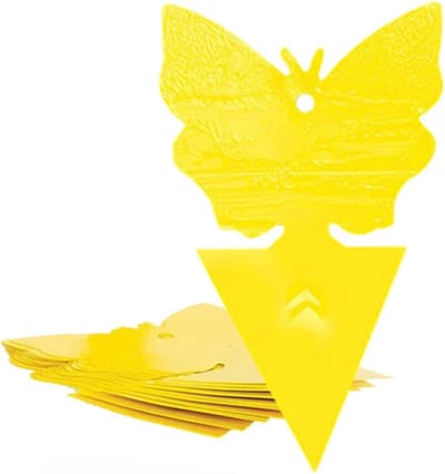 Fruitvliegjes Vanger - Rouwvliegjes Vanger - Gifvrij Rouwvliegjes Bestrijden - 24 Plakstrips