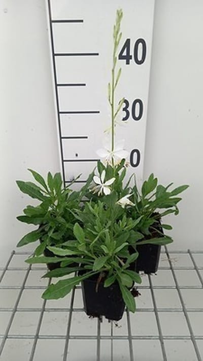 6x Galium - Gaura lindh. 'Cool Breeze' ( oenothera lindh.) | 9x9 cm pot
